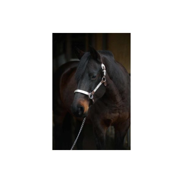 razstavna oglavka Show with silver fitting